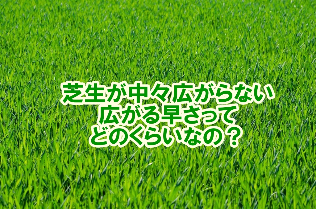 芝生って中々広がらないけどどのくらいのスピードで広がるの 迷いの庭